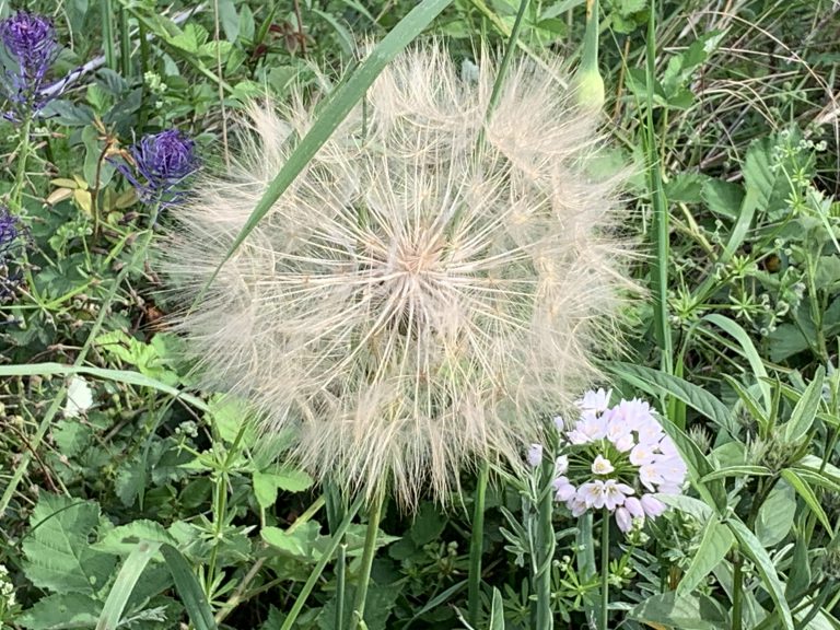 Pusteblume